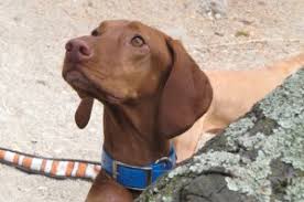 Vizsla usually get along well with other dogs and can be socialized to get along with cats, but have an instinct to hunt smaller animals such as gerbils or rabbits. Vizsla Rescue Haven