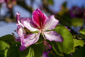 Image result for Bauhinia variegata