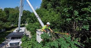 Our fully licensed crew at arbor west tree surgeons inc has more than 30 years of experience serving residential and commercial clients throughout the san diego area. Best Professional Tree Trimming In San Diego Pope Tree Service