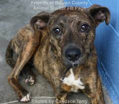 We are in the beautiful, scenic coeur d'alene area. Second Chance Pet Rescue Idaho Lovelypet