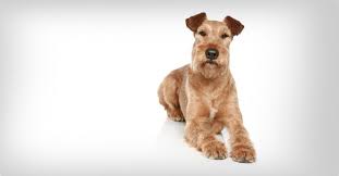 Image result for irský teriér