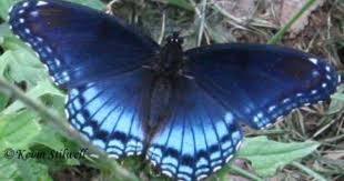 Black And White Spotted Moth Ohio Butterflies And Moths Of North America Collecting And Sharing Data About Lepidoptera Beautiful Butterflies Hummingbird Moth Animals