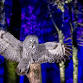 Winter Woodland Lights event image