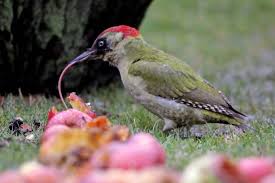 They have a steel trestle frame and aluminium/honeycomb panels. Alla Scoperta Del Picchio Biopills