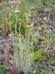 Image result for Pseudognaphalium oligandrum