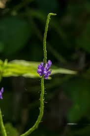 Image result for Stachytarpheta urticifolia