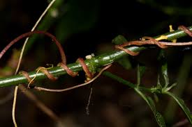 Image result for Cuscuta kilimanjari