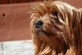 The lighter coloration of the eyes on a chocolate havanese, combined with its almond shape, creates an intelligent expression that appears nearly human.just like human babies, chocolate havanese puppies are born with. Chocolate Yorkie Price Health Bloodline Facts The Dog Tale