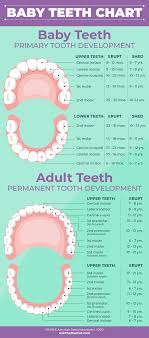 Baby Teeth Eruption Charts When They Fall Out And Proper Care