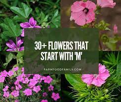 480 x 360 jpeg 20 кб. 107 Flowers That Start With M With Pictures And Facts