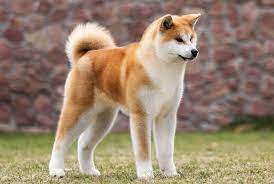 pin on moya lyubimaya sobaka