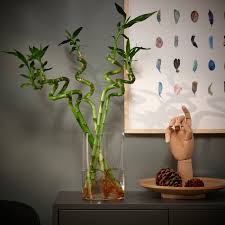 Image result for dracaena