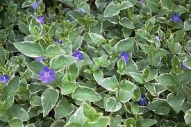 Image result for Vinca major