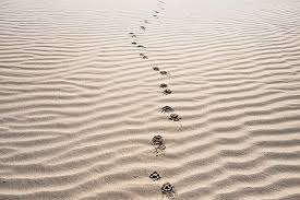 Footsteps in the sand on driftwood beach. Free Photo Beach Footprint Sand Beach Footprints In The Sand Hippopx