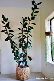 Image result for Ficus