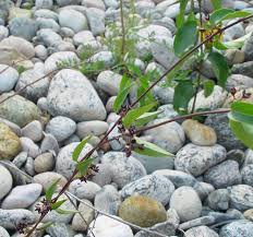 Image result for Cynanchum