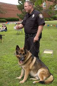 German Shepherd Police Dogs German Shepherd From Herding Dog To Police Dog German Shepherd Military Working Dogs Police Dogs Working Dogs