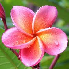 Kimo Plumeria Tropic 7 Rare Flowers Plumeria Flowers Hibiscus Flowers