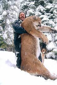 Rod bradley got to experience the thrill of the hunt twice with the same animal. Cougar Photo Irks Hunter Trail Daily Times