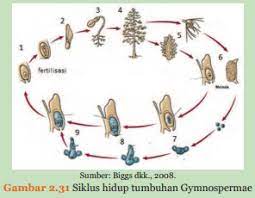 Kelas psilotinae (psilos = telanjang). Kunci Jawaban Tumbuhan Gymnospermae Mengalami Pergiliran Keturunan Dari Fase Gametofit Menuju Fase Sporofit Rofa Education Centre