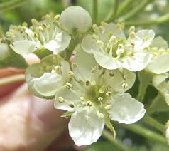 The uk has at least fifty species of native trees and shrubs, and many more species of introduced its frothy white blooms stand out against the wintry hedgerow. White Flowers Tree Guide Uk White Flowers Used For Tree Identification