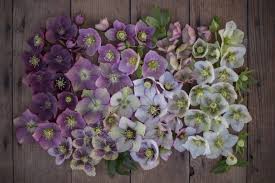 Check spelling or type a new query. The Hellebore Appreciation Society Floret Flowers