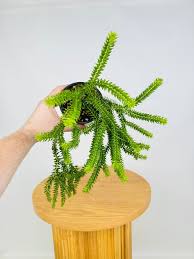 Image result for Huperzia verticillata