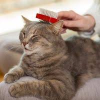 Homemade Dry Shampoo For Cats Diy Cat Shampoo Cat Shampoo Cat Diy Homemade Dry Shampoo