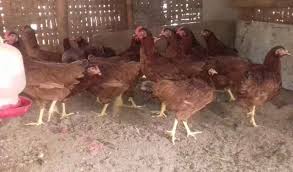 Maybe you would like to learn more about one of these? Produksi Telur Maksimal Ini Dia Budidaya Ayam Petelur Sukses Hanya Dari Rumah