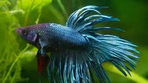 Ikan cupang crowntail royal blue. 10 Jenis Ikan Cupang Cantik Untuk Dipelihara Di Rumah