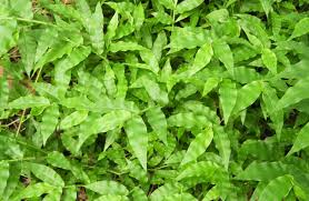 Image result for Oplismenus