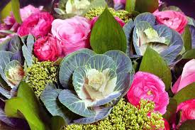 Maybe you would like to learn more about one of these? 9 Top Varieties Of Ornamental Cabbage Flowering Kale
