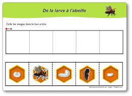 Récapitulatif de notre atelier maternelle ief d' activités sur les abeilles. Images Sequentielles De La Larve A L Abeille Cycle De Developpement Des Abeilles