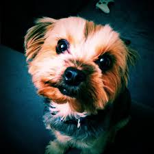 Yorshire Terrier Color Changes Yorkiepassion Com Love