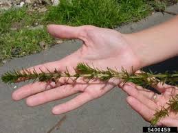 Image result for Hydrilla