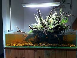 Pin By Barry L On Aquarium And Fish Aquascape Vivarium Nail Art