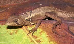 Image result for Stenocercus simonsii