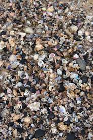 Shells Newcastle Beach Nsw Newcastle Beach How To Dry Basil Photo