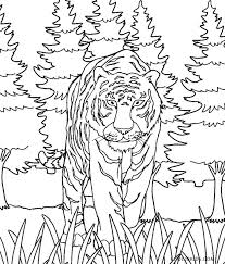 Tigers are not social animals; Free Printable Tiger Coloring Pages For Kids