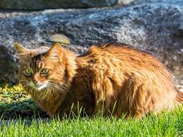 Für die langhaarigen kitten in den kurzhaarigen abessinierwürfen wurden perserkater verantwortlich gemacht. Somali Katze Im Rasseportrait Zooroyal Magazin