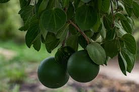 Image result for Strychnos cocculoides