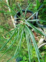 Image result for Sclerochiton coeruleus