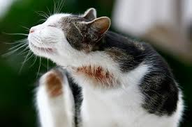 Le plus fréquent est la gale auriculaire ou la gale du corps qui provoquent d'importantes. Les Gales Du Corps Chez Le Chat Wanimoveto
