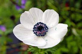White Poppy Seed Flower White Poppy Poppy Flower Poppies