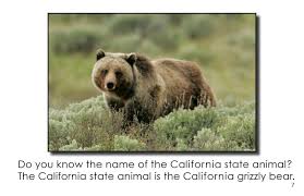 California grizzly bear (ursus californicus) bear in mind: California State Symbols First Grade Book Wilbooks