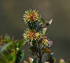 Image result for Falkia oblonga