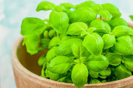Action Anti Mouche Naturel 10 Astuces Naturelles Contre Les Mouches