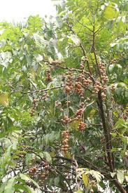 Image result for Aphanamixis