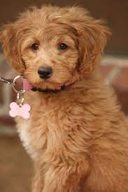 Goldendoodle Puppies For Sale Health Guaranteed Goldendoodle Puppy Goldendoodle Puppy For Sale Goldendoodle Miniature