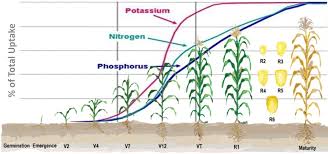 corn fertilizer recommendations